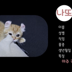 [고양이] 아메리칸 컬 아깽이 '나또'와의 첫 만남!