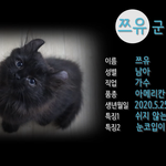 [고양이] 나또에게 동생이 생겼어요!