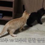 [고양이] 아기 고양이들의 합사 일기