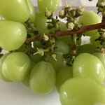<b>샤인</b> 머스켓 개꿀맛