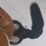 [고양이] 고양이 애정결핍..