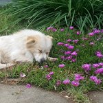 오늘 길<b>가다</b> 찍은 강아지