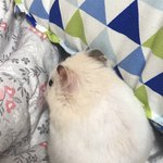 [드루와] 울애기 몸단장중이야 <b>따끈</b>하니 잠오지