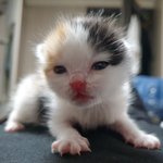 <b>아가</b>고양이