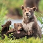 [TXT모아] 보면 주말이 행복해지는 12장의 동물사진