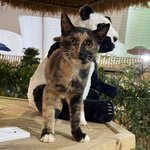 [고양이] <b>영종</b>도관광농원아가들4탄!!!!!(냥춘기도있네요)