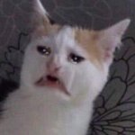 [드루와] 야 나한테 욕 좀해줘ㅠㅠ