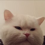 [도와주세요] <b>부산분</b>들 도와주세요 ! ㅠ 고양이를 간절하게 찾습니다