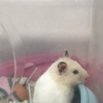 [ㅈㄱㄴ] 우리<b>햄스터</b> ㅈㄴ꼬질ㅋㅋㅋ