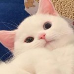 [댓글부탁해] 진짜로 <b>자퇴</b>하고싶다ㄹㅇ