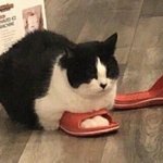 나 국제고 <b>편입</b>할까