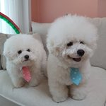 [강아지] <b>비숑</b>은 사랑입니다. 2탄