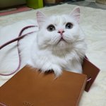 <b>박스</b>라면 다 좋아~~