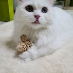 한번도 보지 못한 <b>쥐</b>를 어떻게 알까??