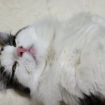 우리 <b>호두</b>는 넘 졸려요