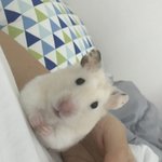 [이것좀봐줘] 우리<b>햄스터</b> ㅈㄴ얼큰이대두임ㅜㅋㅋ