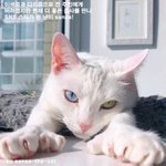 조금 다른 외모에 더 사랑받는 <b>미묘</b>!