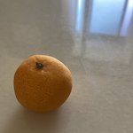 우리집 막둥이 귤<b>이양</b>