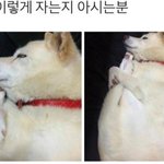 [<b>강아지</b>] 이렇게 자는 <b>강아지</b>가 어딨어?