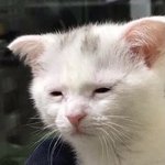 [19] 나 얼굴만 보면 몇키로 같아? (<b>미방</b>)