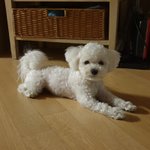 [강아지] <b>비숑</b> 원래 이렇게 곱슬인가요?