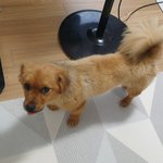 <b>고속</b>도로에서 데려온 강아지