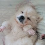 [드루와] 공주님 사진 더 푼다