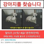 [도와주세요] 말티즈 흰색 아주 <b>몸집</b>이 작아요~~