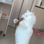 우리집 고양이 이족<b>보행</b>함...