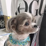 [강아지] <b>노견</b>이야기 그리고 맘의 준비