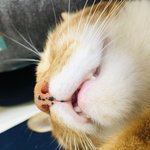 [고양이] 우리 고양이 입 벌리고 잠