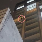 "술 <b>사와라</b>"…술 취한 자가격리자 호텔 14층 난간에 매달려...