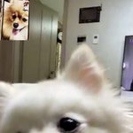 [모두드루와] 강아지가 영상통화 하는법
