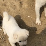 [이것좀봐줘] 우리 할머니<b>집</b> 갱<b>얼</b>쥐 볼사람