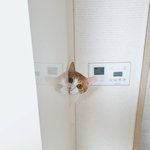 [고양이] 냥 빼꼼짤 공유하실분ㅠ