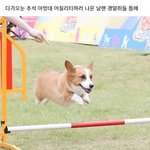 [모두드루와] 아멍<b>대에</b> 혼자 산책나온 솜뭉탱이.jpg