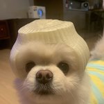 [드루와] 우리집 <b>뭉치</b> 추석빔 해줬다!!!