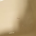 [꼭조언부탁] 아니ㅅ.ㅂ이거수돗물유충이냐진짜끔찍하다<b>지렁</b>인가?아좀봐줘