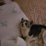 [고양이] 자랑 좀 할께 이쁜 <b>쪼꼬미</b>