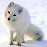 [스키즈] 스테이들앙 현진이 북극 <b>여우</b> 닮지 않았어???