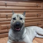 [강아지] <b>늑대</b>같은 강아지