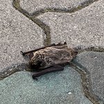 [이것좀봐줘] 바닥에 <b>박쥐</b> 떨어져있어 ㄷ ㄷ