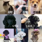 <b>엑소네</b> 댕댕이끼리 다 모여서 뭐 좀 찍어줬으면