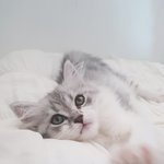 아 이<b>모집</b> 고양이 ㅈㄴ귀여움