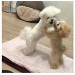 근데 이 <b>명절</b>짤 드립임?