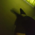 나 자고 일어났는데 내 배 <b>위에</b> 뭐가 생겼어;;;