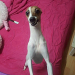 코필러 나중에 녹으면 코 <b>뭉툭</b>해짐ㅜㅜ?