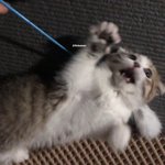 [고양이] 졸귀탱 <b>군밤</b>이 보러오세요 3탄