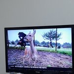 [온앤오프] 지금 할머니집인데 티비에 효진이나옴!