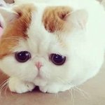 우리 예쁜 하니ㅠ